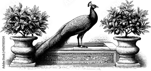Elegant peacock in courtyard with ornate decorative tile design