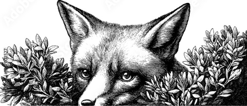 Red fox peeking from behind snowy hilltop bush - engraved wildlife illustration
