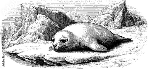 Seal pup with mother nearby resting in snowy icy landscape vintage sketch