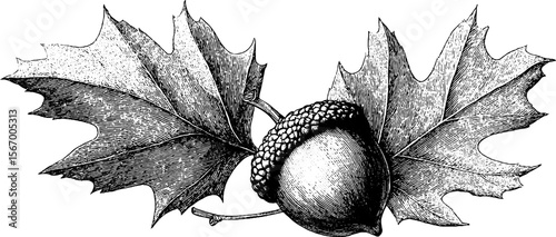 Autumn leaf and cracked acorn with wind gust sketch for seasonal design