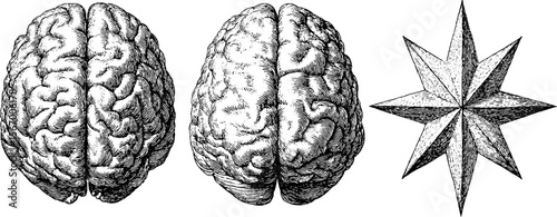 Vintage brain hemispheres and celestial star sketch for retro design and decor