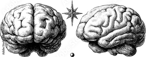 Vintage brain hemispheres with central star and focus dot for educational prints
