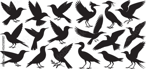 Diverse collection of bird silhouettes in various poses isolated on white background