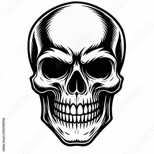 human skull vector illustration