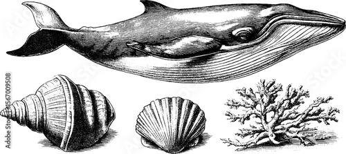 Vintage marine life sketch with whale, shells, and coral for nautical design