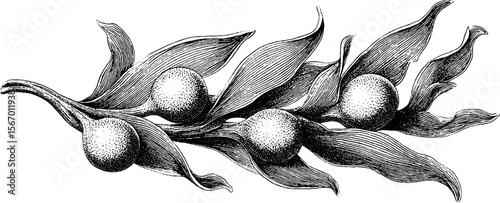 Decorative kelp ribbon and bulb cluster sketch for retro design