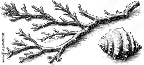 Vintage ocean-themed sketch featuring kelp strand, coral branch, and sea urchin for coastal design