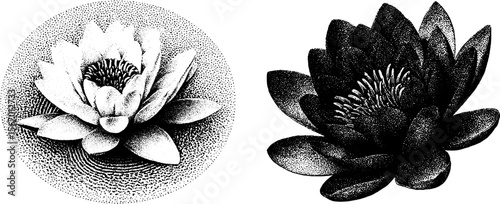 Vintage dotwork of lily flowers and pond ripples with frog illustration for design