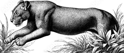 Vintage lioness crouching and hunting in grassland illustration for wildlife design
