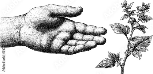 Vintage hand and plant sprout engraving for eco design and nature themes