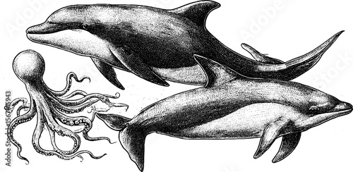 Vintage marine life illustration of pygmy killer whale and squid