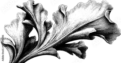 Vintage botanical leaf illustration with ribbed textures and spore detailing