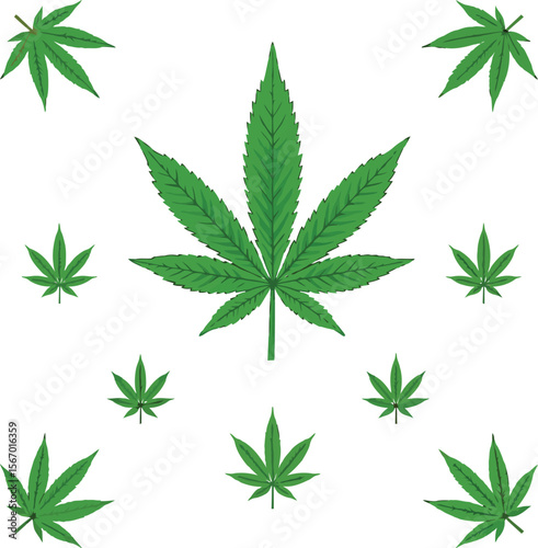 Cannabis leaf pattern green marijuana leaves white background