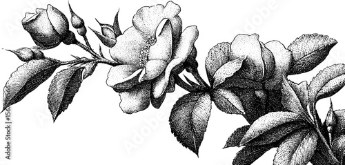 Vintage rosebud and lace trim sketch for elegant design