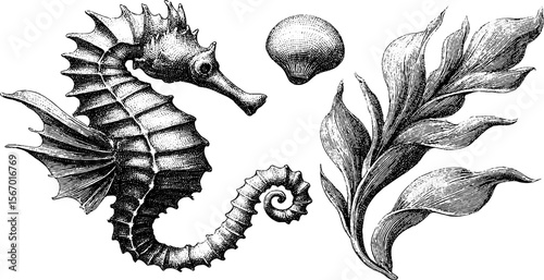 Vintage sea dragon with sea grass and shell sketch for design