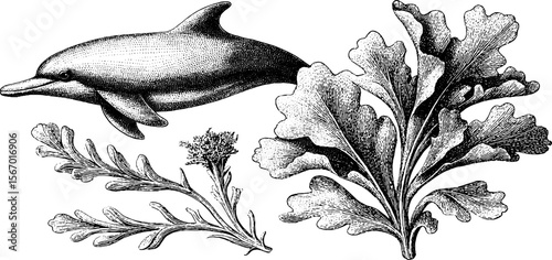 Vintage sea life sketch with dolphin silhouette, sea whip, and eelgrass for retro design