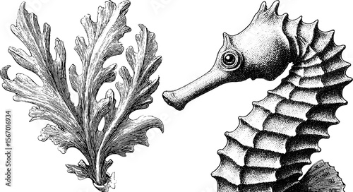 Vintage seahorse and seaweed sketch with bubble trail for coastal decor