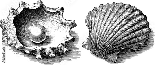 Vintage seashell and pearl dotwork: ocean wave design for print or poster
