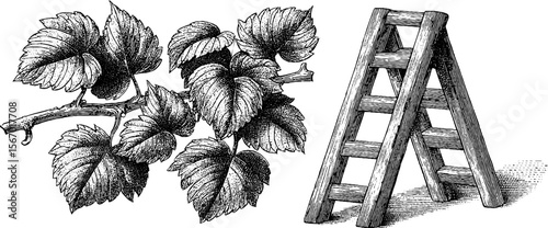 Vintage sketch of stepladder with vineyard leaves shadow for artistic design