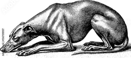 Vintage sketch of stray hound sniffing in alleyway bend with bowl