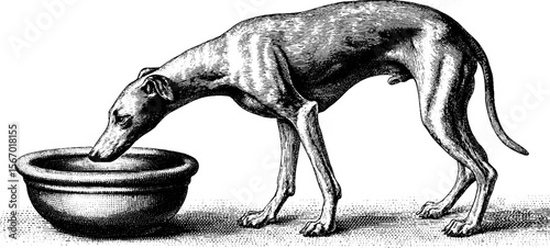 Vintage illustration of stray hound in alley with bowl
