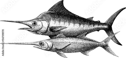 Vintage marine life illustration featuring striped marlin and wounded mackerel
