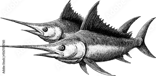 Vintage hand drawn swordfish illustration with silhouettes of slashed prey