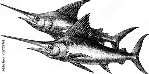 Vintage hand drawn swordfish and prey in high speed