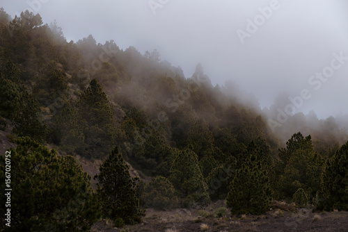 Bosque con neblina