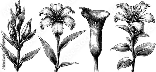 Vintage botanical sketch of wilted flower heads with tea stain ring for retro design