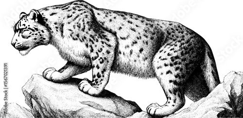 Snow leopard silhouette on rocky mountain outcrop in vintage hand-drawn engraving style
