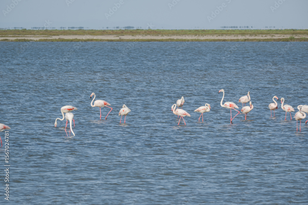 Naklejka premium Flamboyance of flamingos in the Camargue, southern France