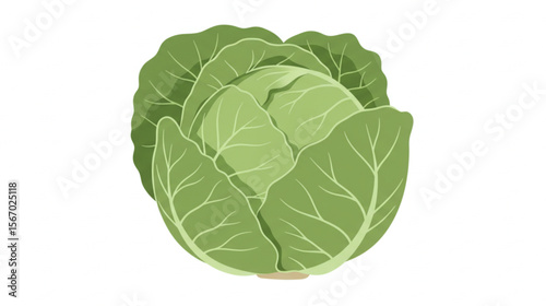 Fresh green cabbage graphic element suitable for health food promotions, restaurant menus, or agricultural branding designs.