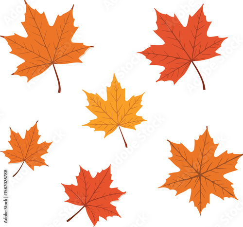 Colorful autumn maple leaves isolated on white background