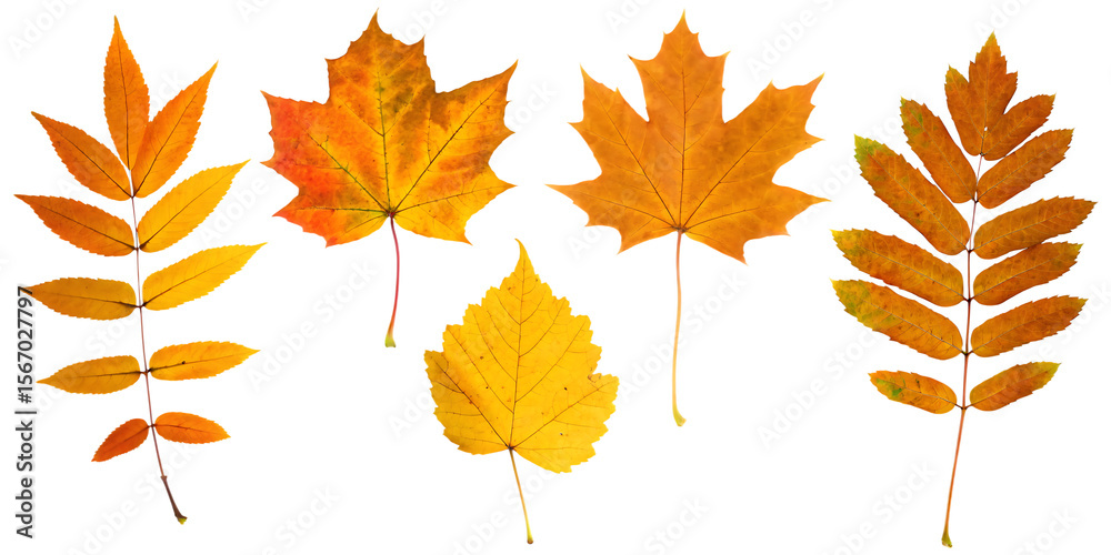 collection of autumn leaves isolated on white background PNG, AI GENERATED collection of autumn leaves isolated on white background PNG, AI GENERATED