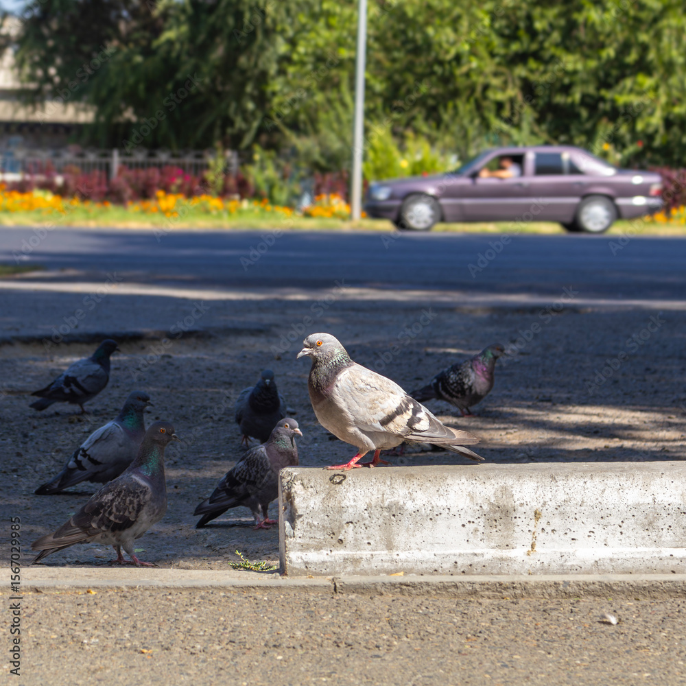 Obraz premium pigeons on the street