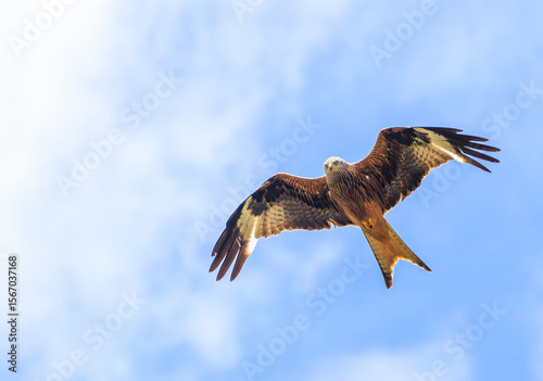 Milan royal en vol plané