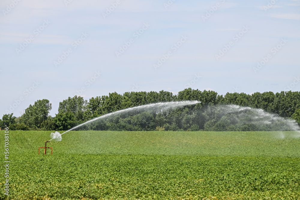 Naklejka premium champs agriculture secheresse tuyau arrosage eau