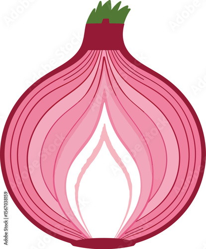 Red onion cross section isolated on white background vector illustration