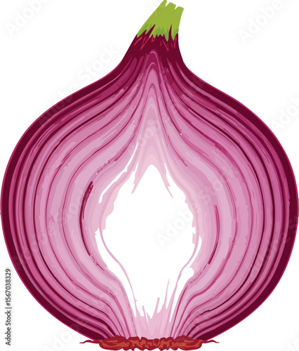 Red onion cross section isolated on white background