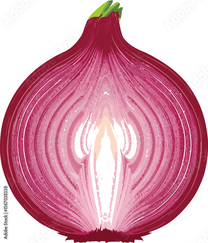 Red onion half cross section isolated white background
