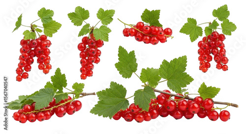 Fresh Red Currants on Branches with Green Leaves for Culinary and Decorative Use, isolated on a transparent background