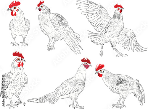 six roosters sketches set isolated on white