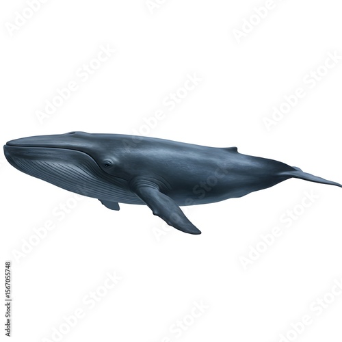 A majestic blue whale, a leviathan of the deep, gracefully navigates the aquatic expanse. this creature embodies the immensity and serenity of marine life.