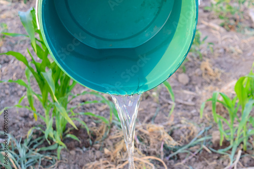 Close-up of water being poured from a bucket onto a field. Traditional irrigation method on agricultural land.
