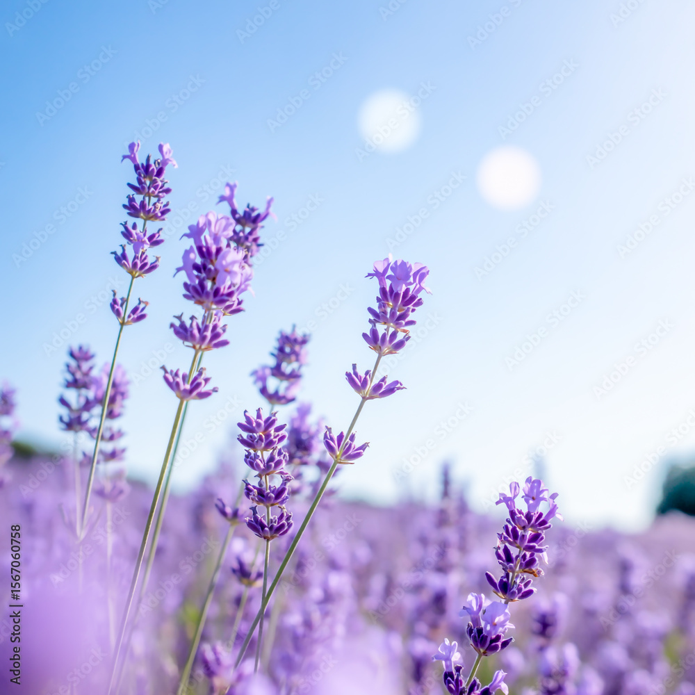 Naklejka premium A soft, dreamy photograph of lavender flowers against a bright blue sky. The lavender stems are in sharp focus in the foreground, with delicate purple blooms arranged in tall, slender spikes.