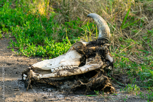 The skull of a bull, a cow. The discarded remains of an animal.