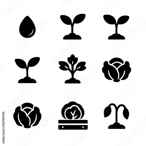 Cabbage Growth Icons. Solid, filled icon set of cabbage growth stages: seed, sprout, seedling, young plant, maturing plant,