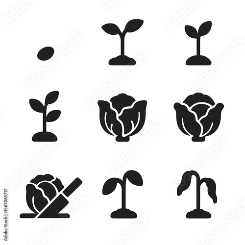 Cabbage Growth Icons. Solid, filled icon set of cabbage growth stages: seed, sprout, seedling, young plant, maturing plant,