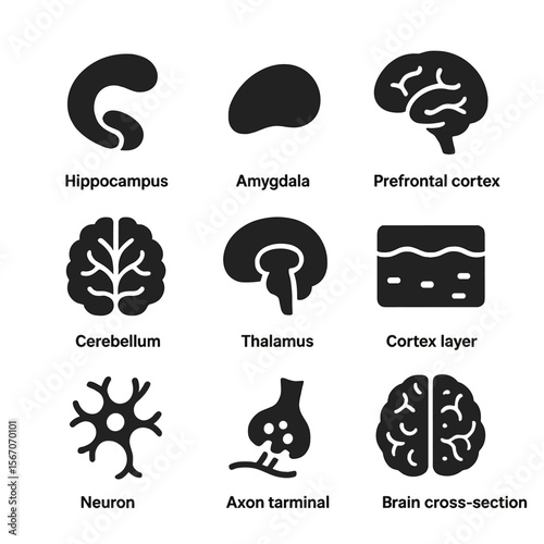 Brain Structure Icons Grid. Solid, filled icons set of brain structures involved in memory: hippocampus,